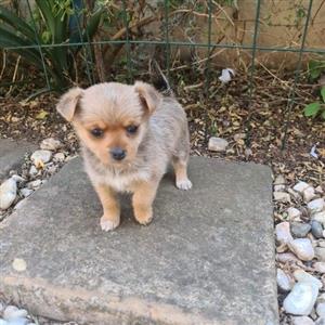 Yorkie X jack Russell 
