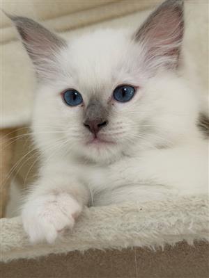  Stunning Male Lilac Point Ragdoll Kitten for Sale.