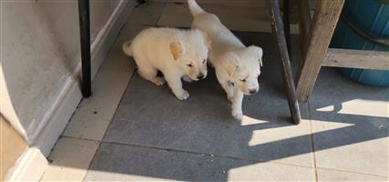 Purebred labrador male puppy 
