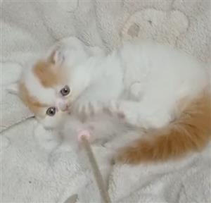 Persian kittens