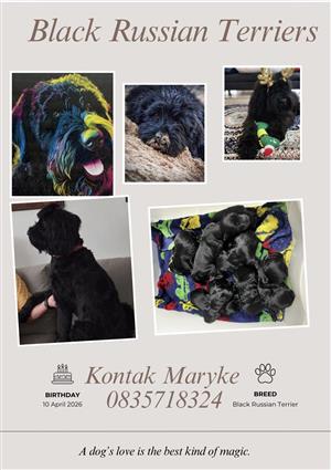 Black Russian terrier te koop. Gebore op 11 April 2026( 7 weke oud) klerksdorp