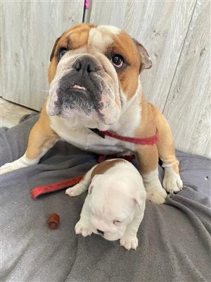 Gorgeous English bulldog puppies available
