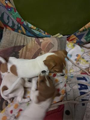 Jack Russel puppys