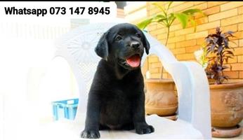 Black Labrador puppies 