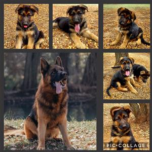 German Shepherd In Dogs And Puppies In Pretoria Junk Mail