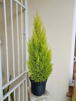 Aromatic Beautiful Lemon-scented Conifers 600mm+ tall 