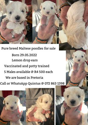Pure Breed Maltese Puppies 