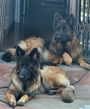 German Shepherd Puppies 