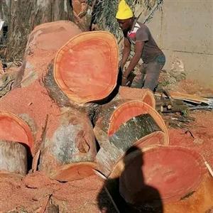 GreeBush Tree Fellers