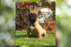 Beautiful Frenchie /