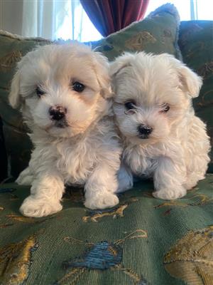 Maltese smaller type puppies 