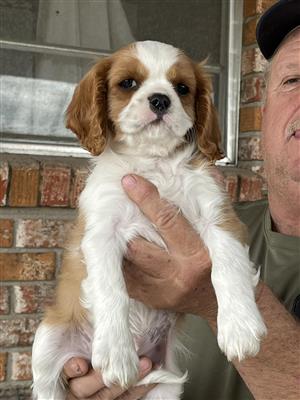 5 Tricolor Cavalier king charles spaniel puppies for sale