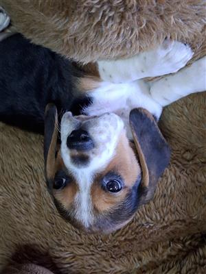 Beautiful Pure Bred Beagle 