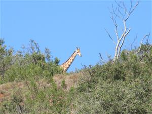 Majestic Views over Port Alfred. Where River, Ocean and Nature meet