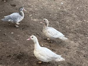 Malachite Muscovy Ducks, Males and Females