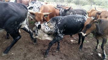 Nguni Cattle and young calves
