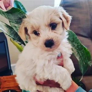 maltese french poodle puppies