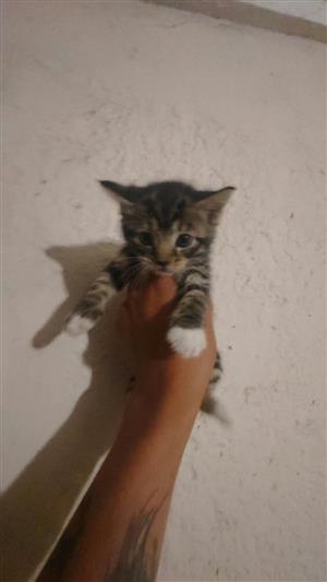 Lovely baby kittens for sale 