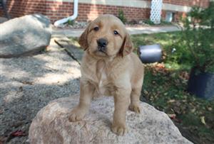 Golden Retriever For Sale In Dogs And Puppies In South Africa Junk Mail