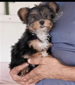 Yorkie puppy 