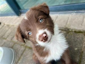 Brown female border collie for sale