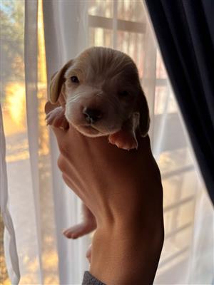 Unique colour Basset hound pups for sale