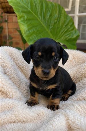 Dachshund puppies for sale 