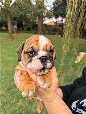 Beautiful English bulldog puppies available