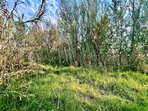 Large vacant stand for sale in Parys