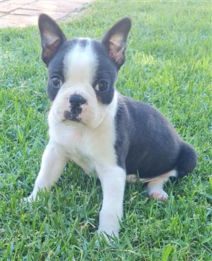 Boston Terriers 
