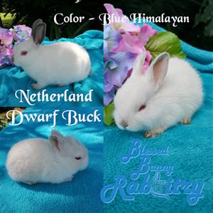 Netherland Dwarf rabbits for sale