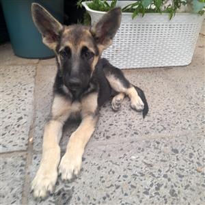 German Shepherd Puppies for sale