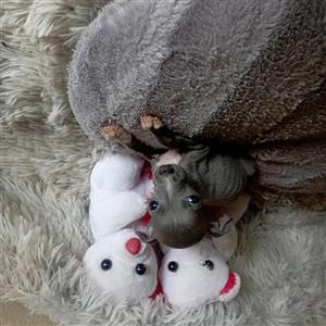 Italian greyhound female