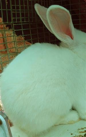 New Zealand White rabbits