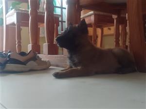 Belgian Malinois puppies