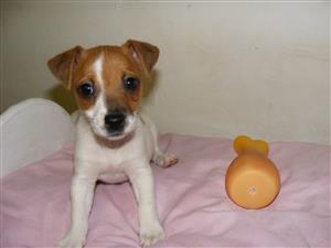 Pure short leg jackrussell puppies 