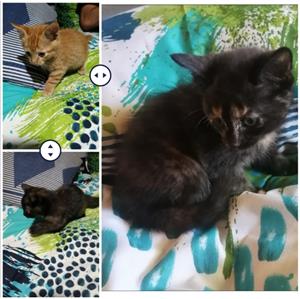 KITTENS - LOOKING FOR A GOOD HOME