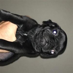 Lovely purebred black pug puppies