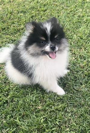 Purebred Male Pomeranian 