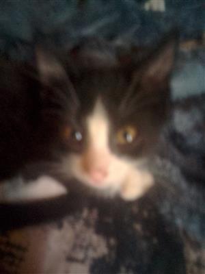 Two 8 week old Black kittens for sale