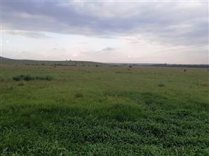 Business & Agricultural Plots for rent R2500