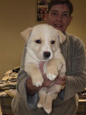 Border Collie puppies for sale
