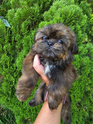Gorgeous Shih Tzu Brindle male