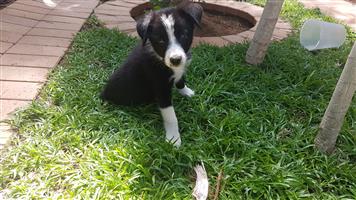 Border collies purebred super puppies 