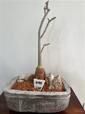 Swazi  Lilly in a Bonzai pot