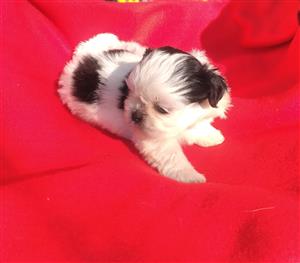 Beautiful shih-tzu puppies