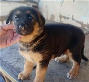 German Shepherd puppy