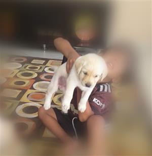 Labrador male puppy 