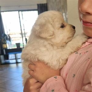 Pomeranian puppies