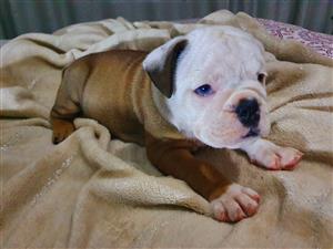 English Bulldog Puppies ready for their new home. Chipped and vaccinated. 